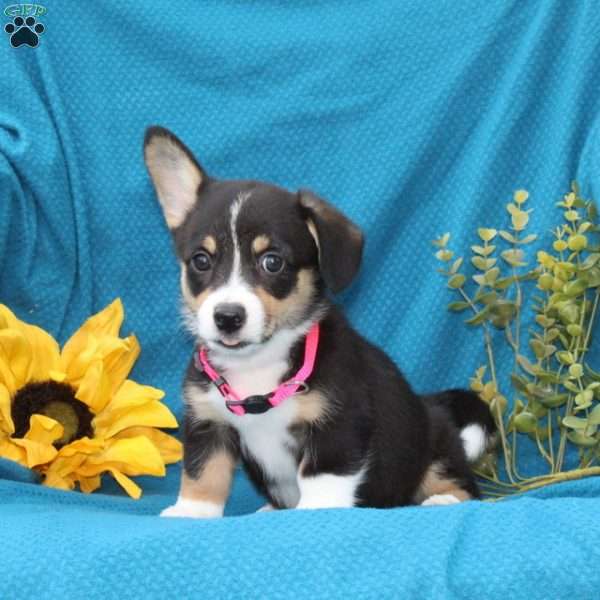 Willow, Pembroke Welsh Corgi Puppy